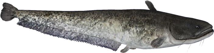 Channel Catfish Side View PNG Image