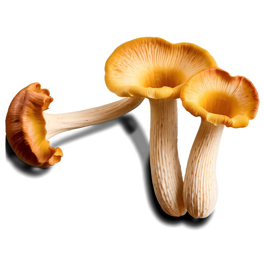 Chanterelle Mushrooms Png 11 PNG Image