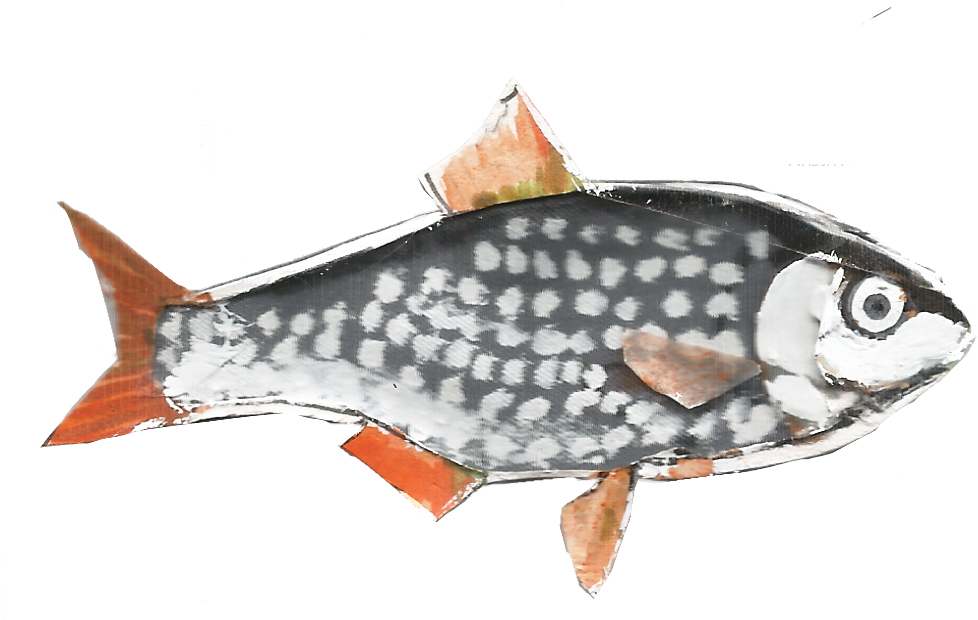 Checkered Carp Artwork PNG Image