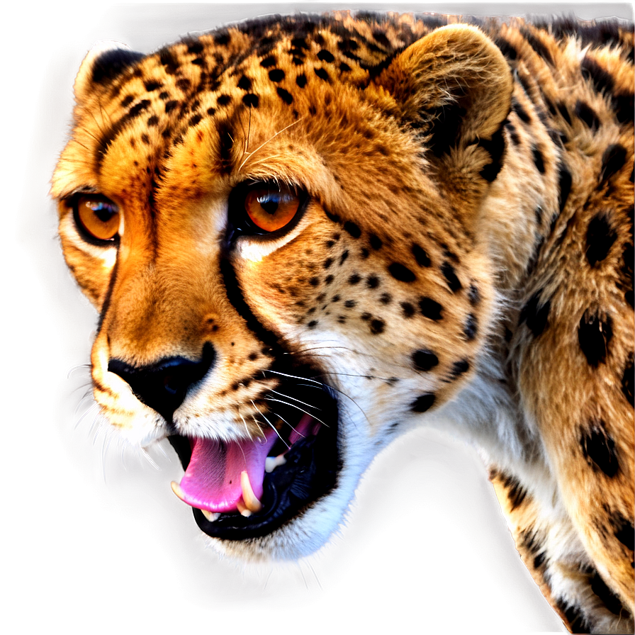 Cheetah D PNG Image