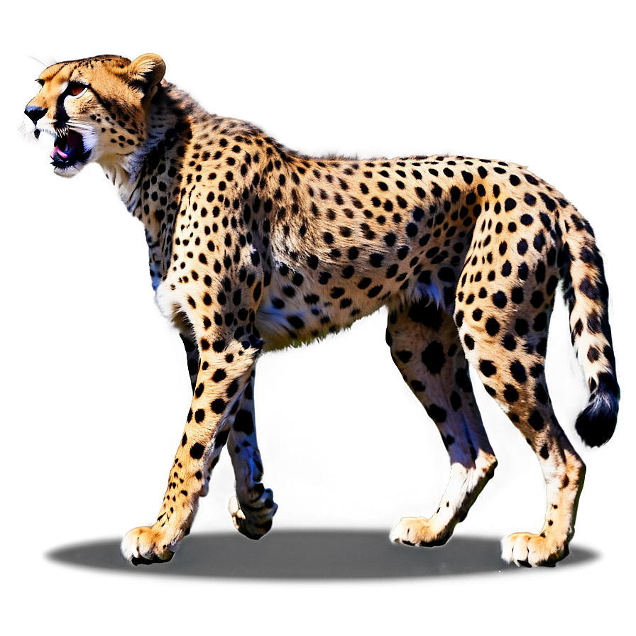 Cheetah Hunting Prey Png Vhb PNG Image