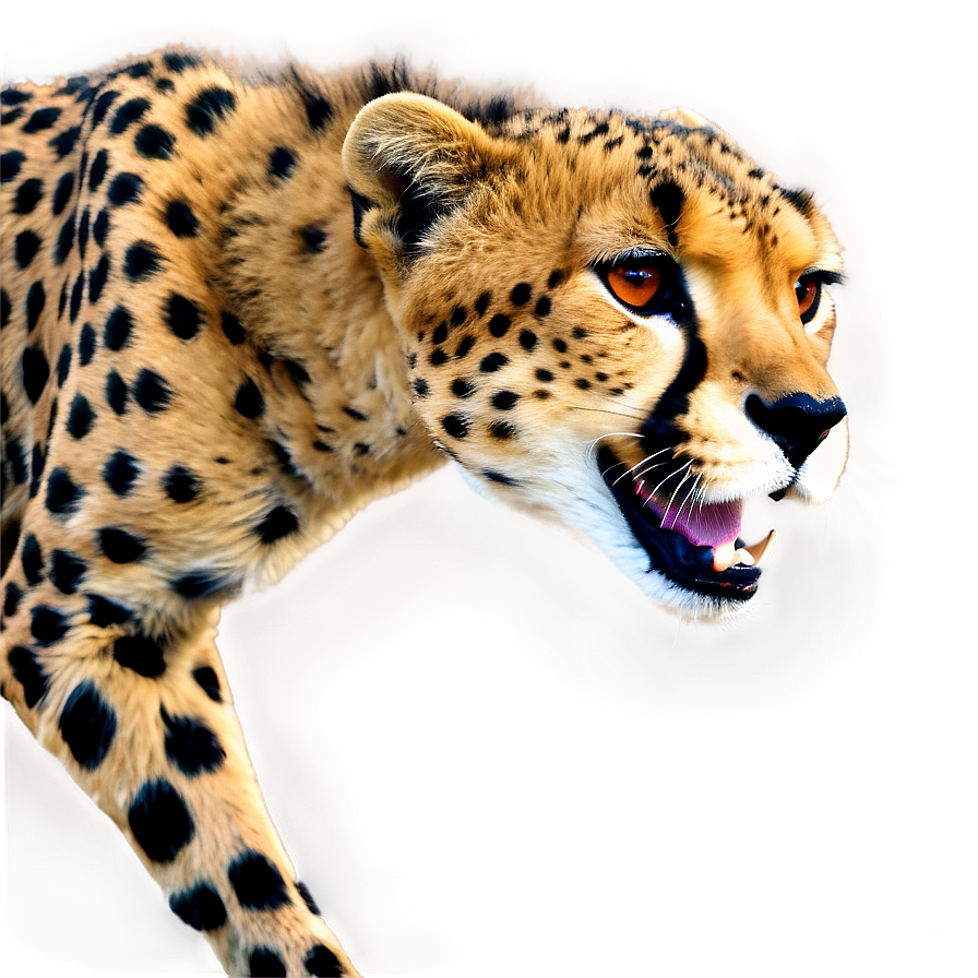 Cheetah In Motion Png Oau57 PNG Image