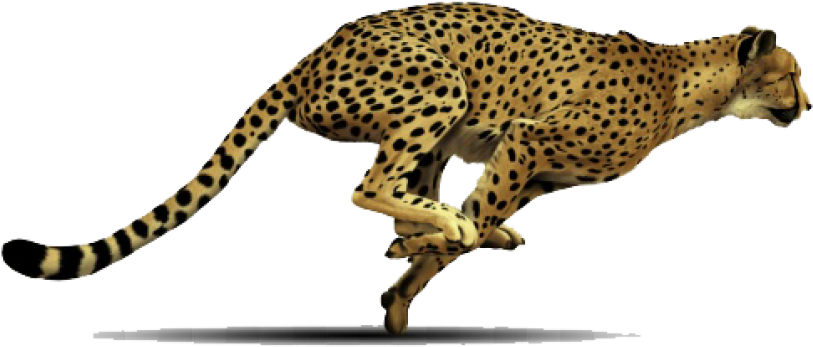 Cheetahin Mid Stride PNG Image