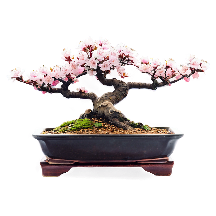 Cherry Blossom Bonsai Png 13 PNG Image