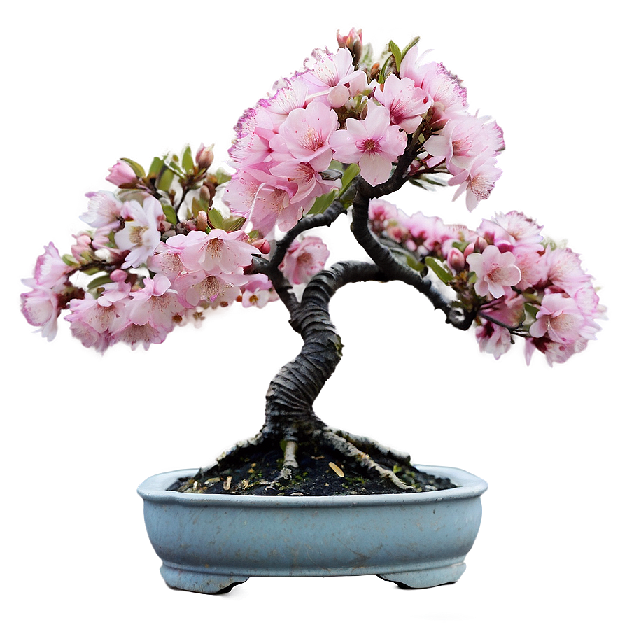 Cherry Blossom Bonsai Png Dlo92 PNG Image