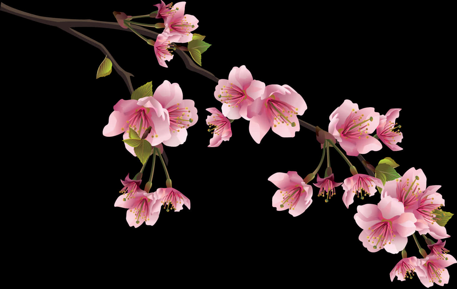 Cherry Blossom Branch Black Background PNG Image