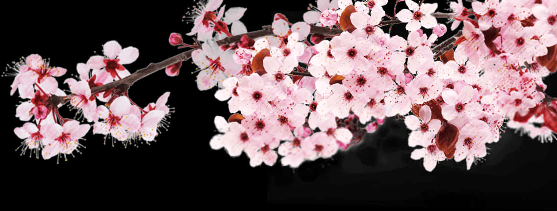 Cherry Blossom Branch Black Background PNG Image