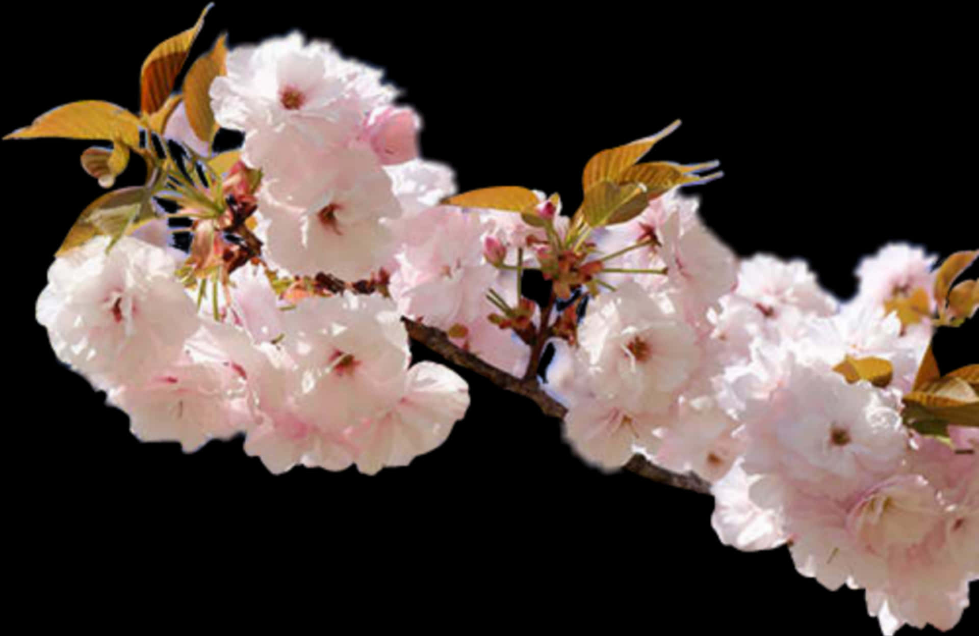 Cherry Blossom Branch Black Background PNG Image