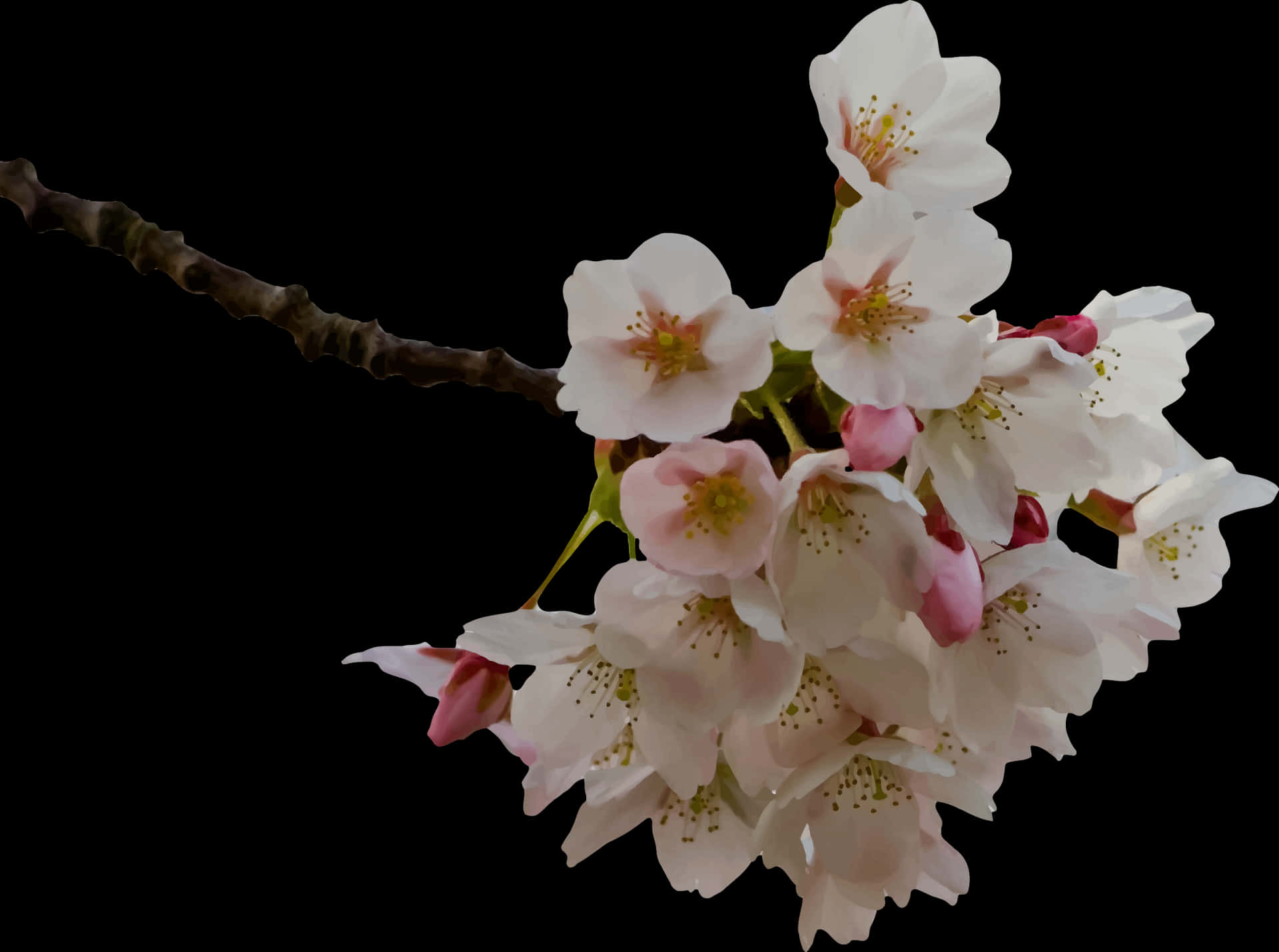 Cherry Blossom Branch Black Background PNG Image