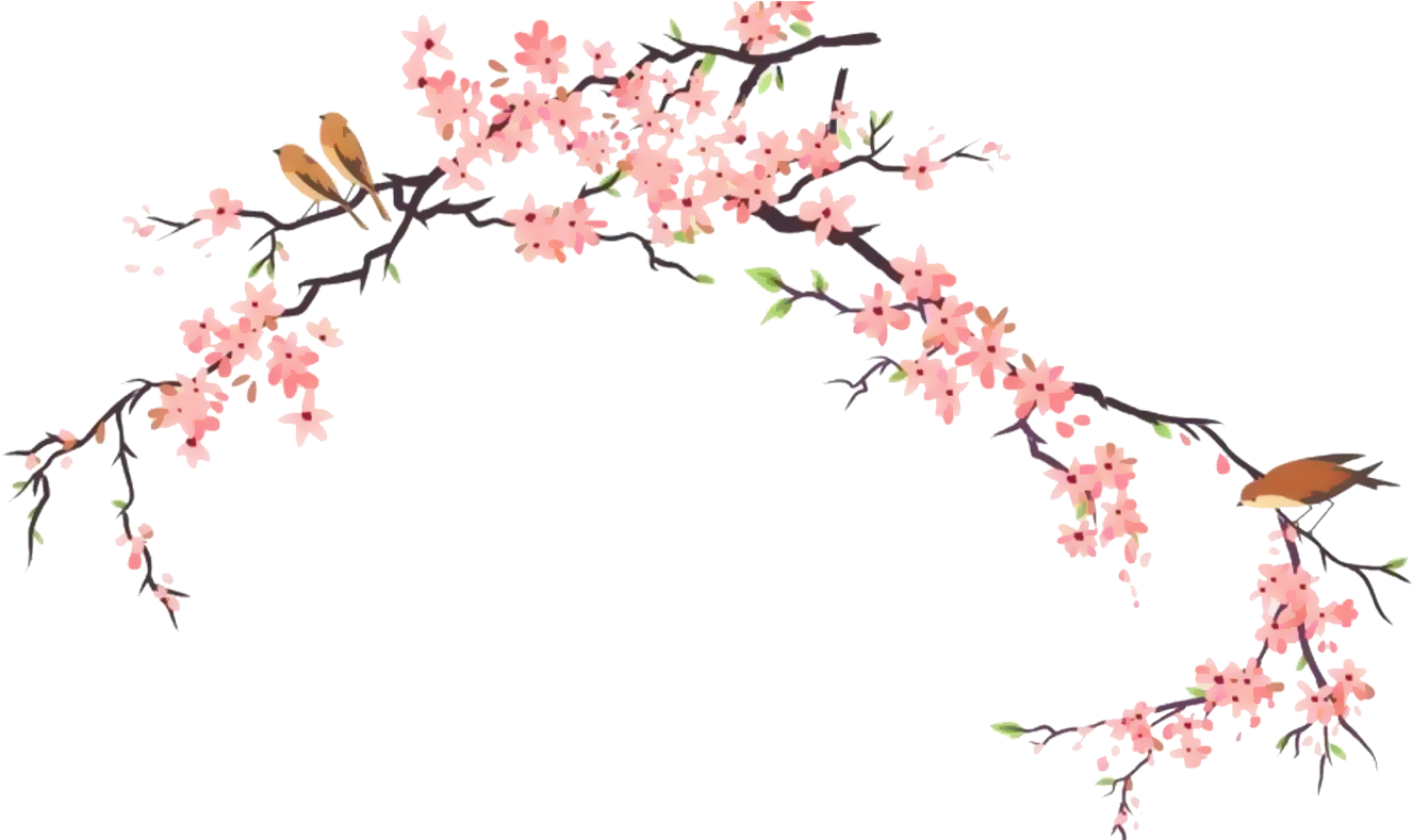 Cherry Blossom Branch Illustration PNG Image