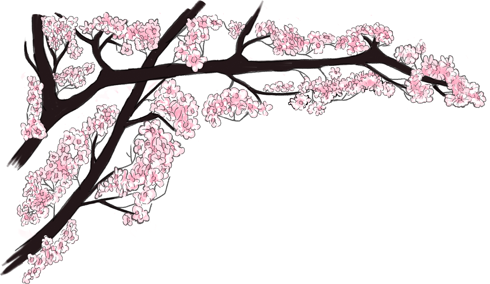 Cherry Blossom Branch Illustration PNG Image