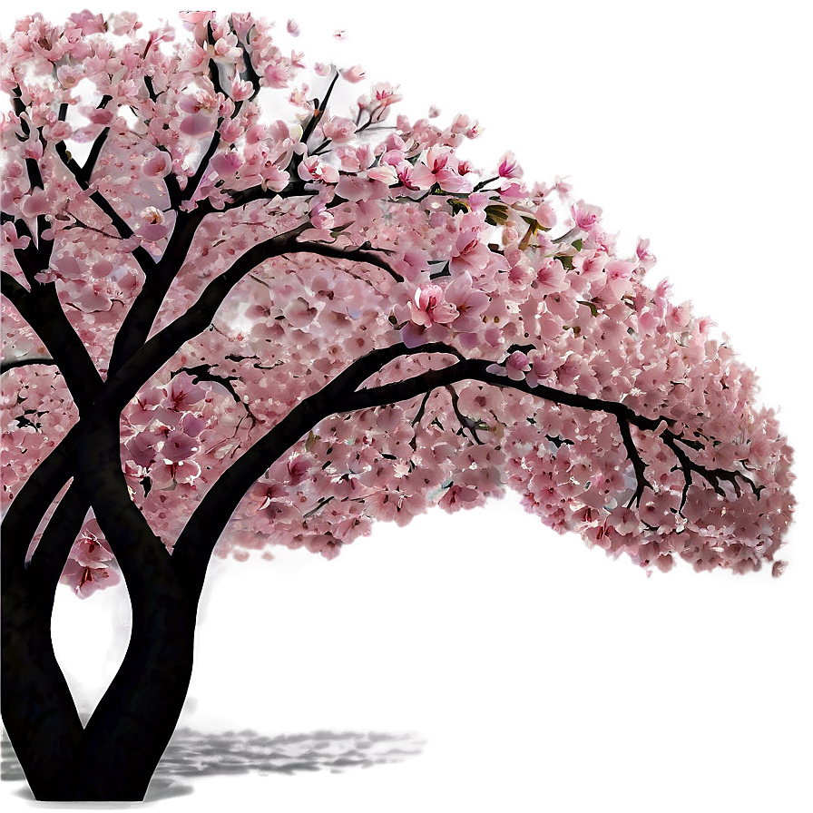 Cherry Blossom Canopy Png 05242024 PNG Image