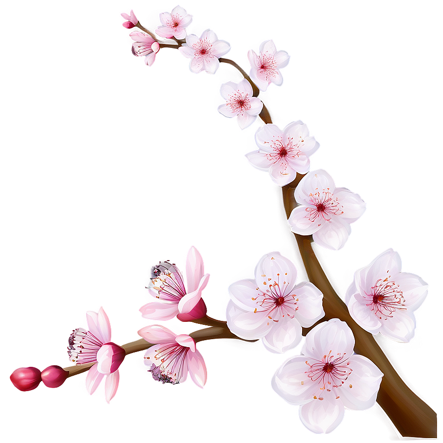 Cherry Blossom Drawing Png Ujt63 PNG Image