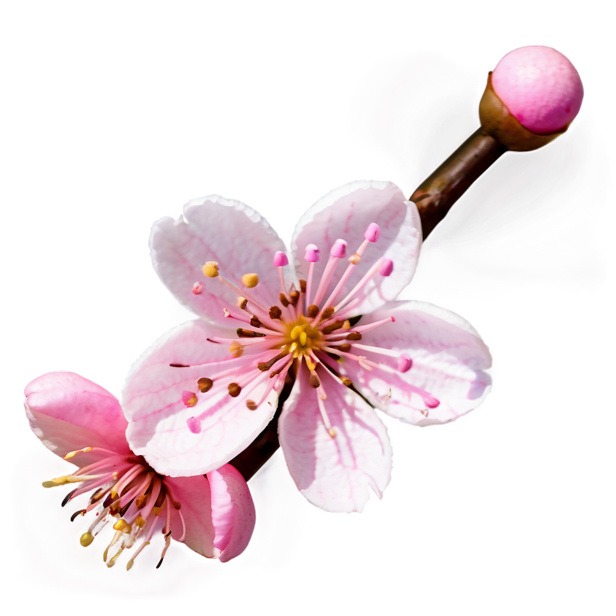 Cherry Blossom Emoji Expression Png 05032024 PNG Image