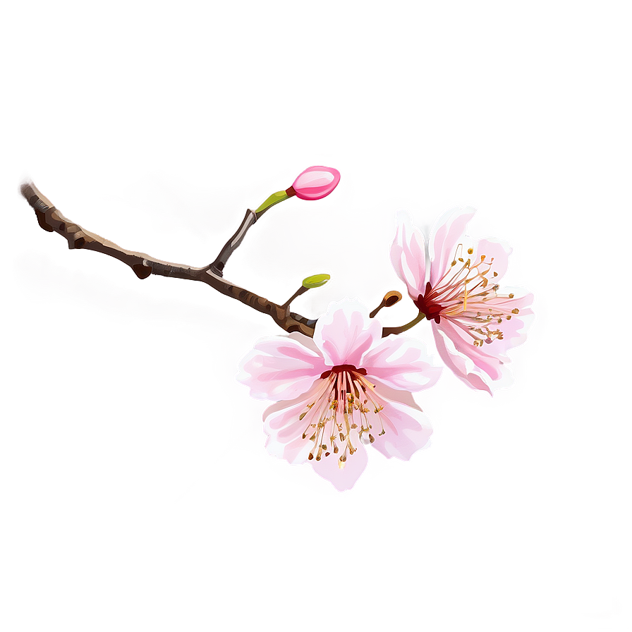 Cherry Blossom In Full Bloom Png Wkm82 PNG Image