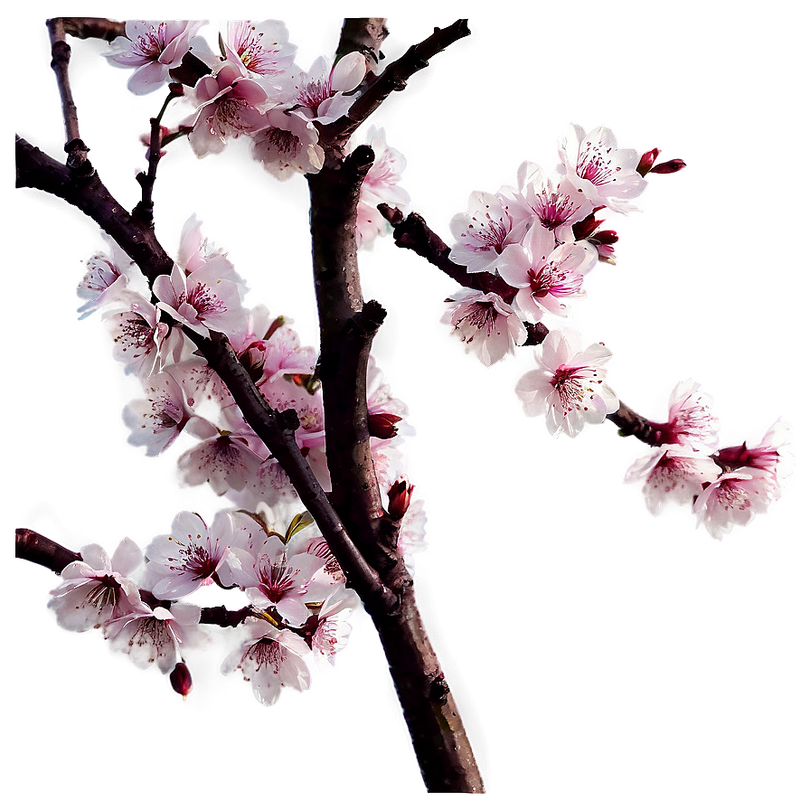 Cherry Blossom Spring Png Wyo PNG Image