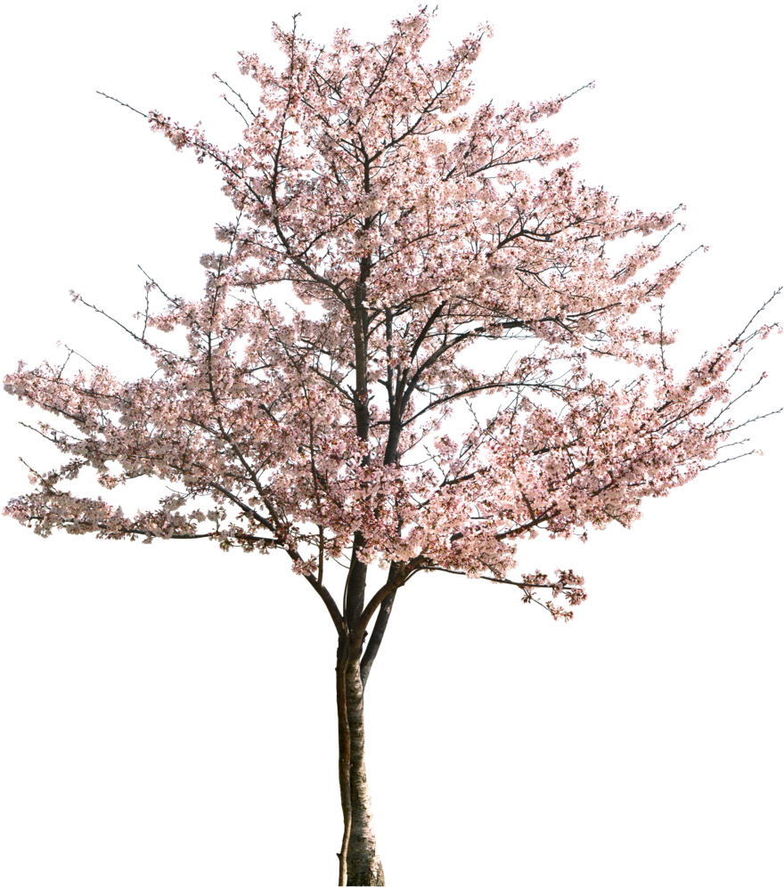 Cherry Blossom Tree Full Bloom PNG Image