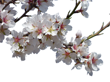 Cherry Blossoms Against Dark Background.jpg PNG Image