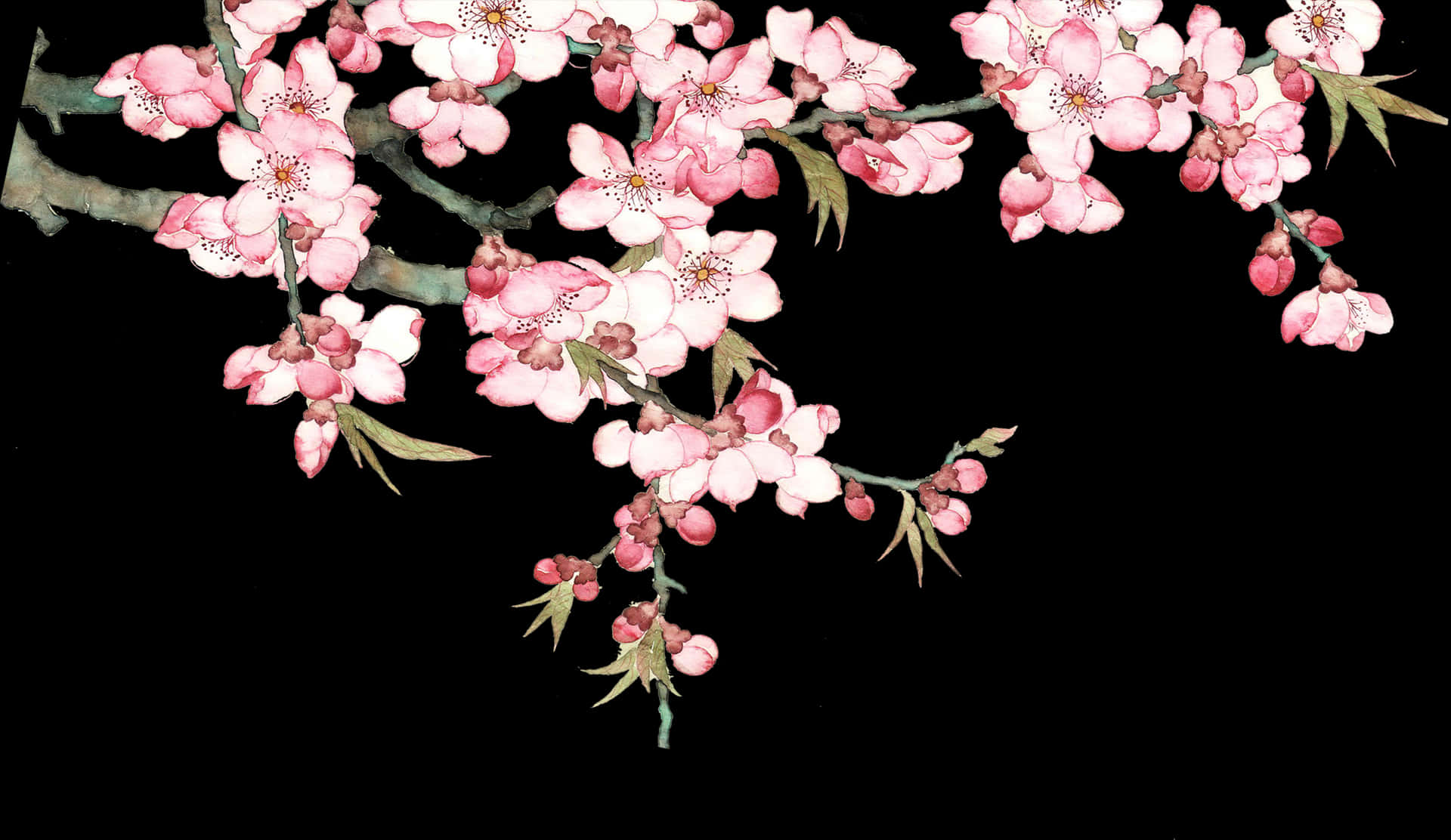 Cherry Blossoms Artistic Representation PNG Image