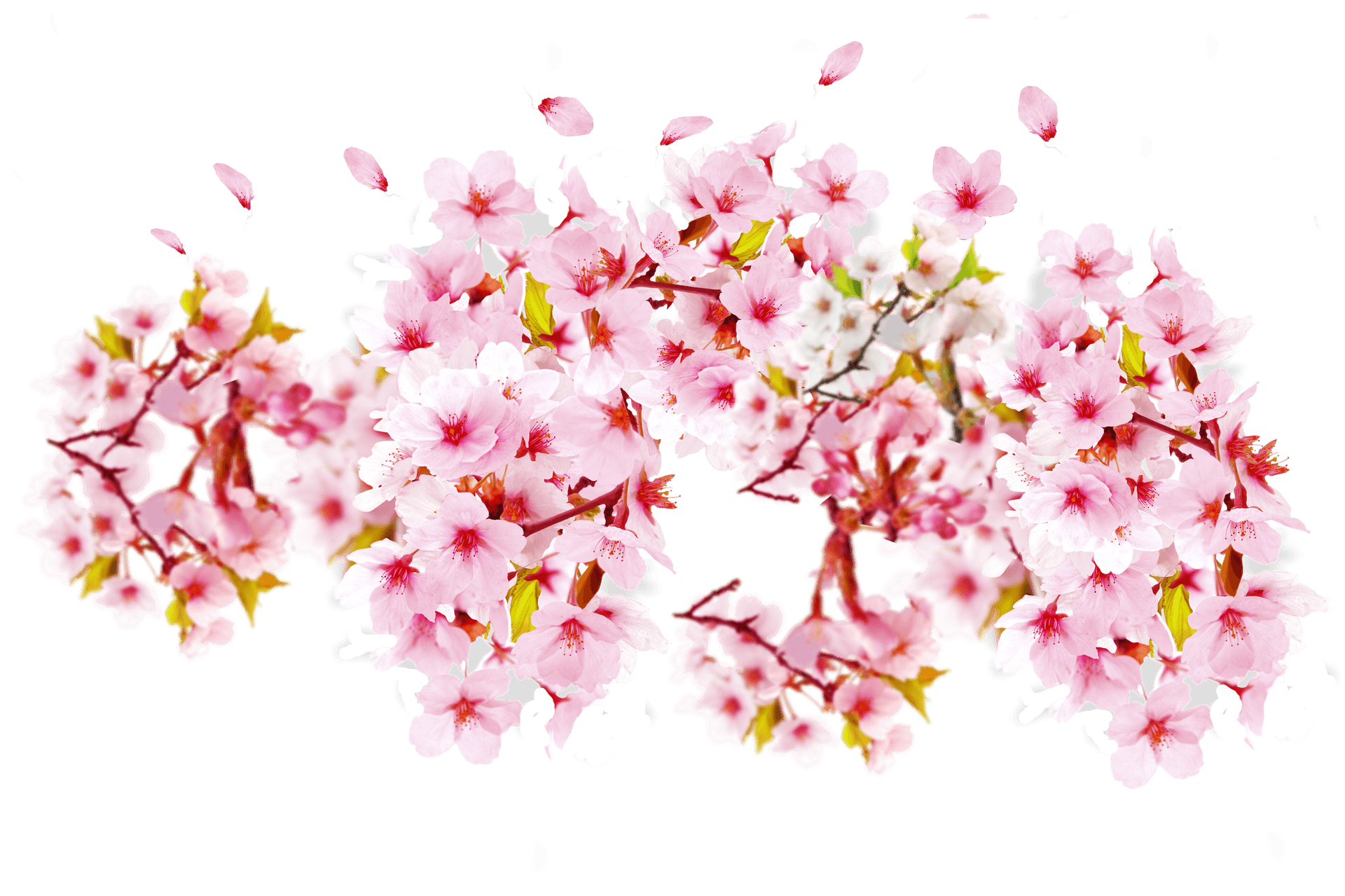 Cherry Blossoms Transparent Background PNG Image