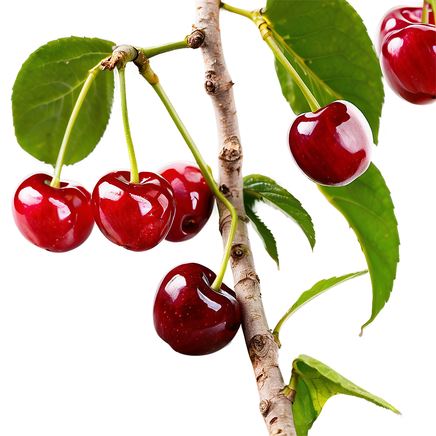 Cherry Picking Png 91 PNG Image