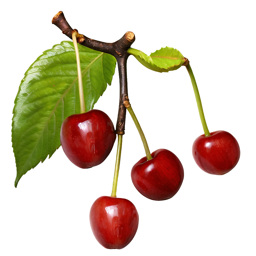 Cherry Tree In Field Png Sib PNG Image