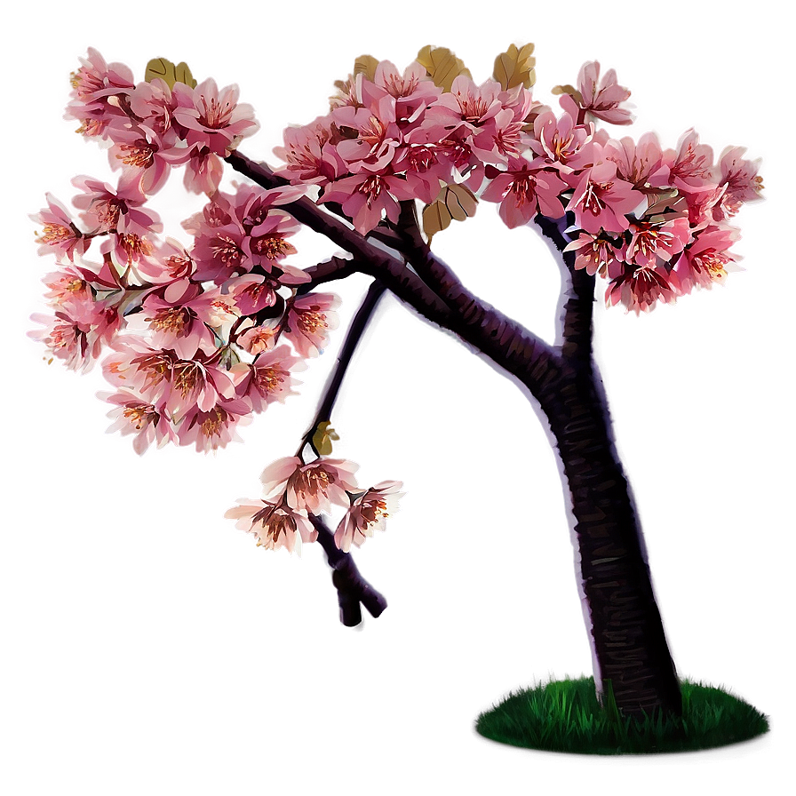 Cherry Tree Sunset Png Hdt PNG Image