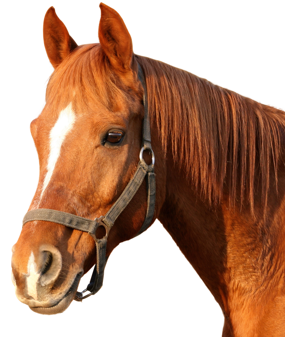 Chestnut Horse Portrait PNG Image