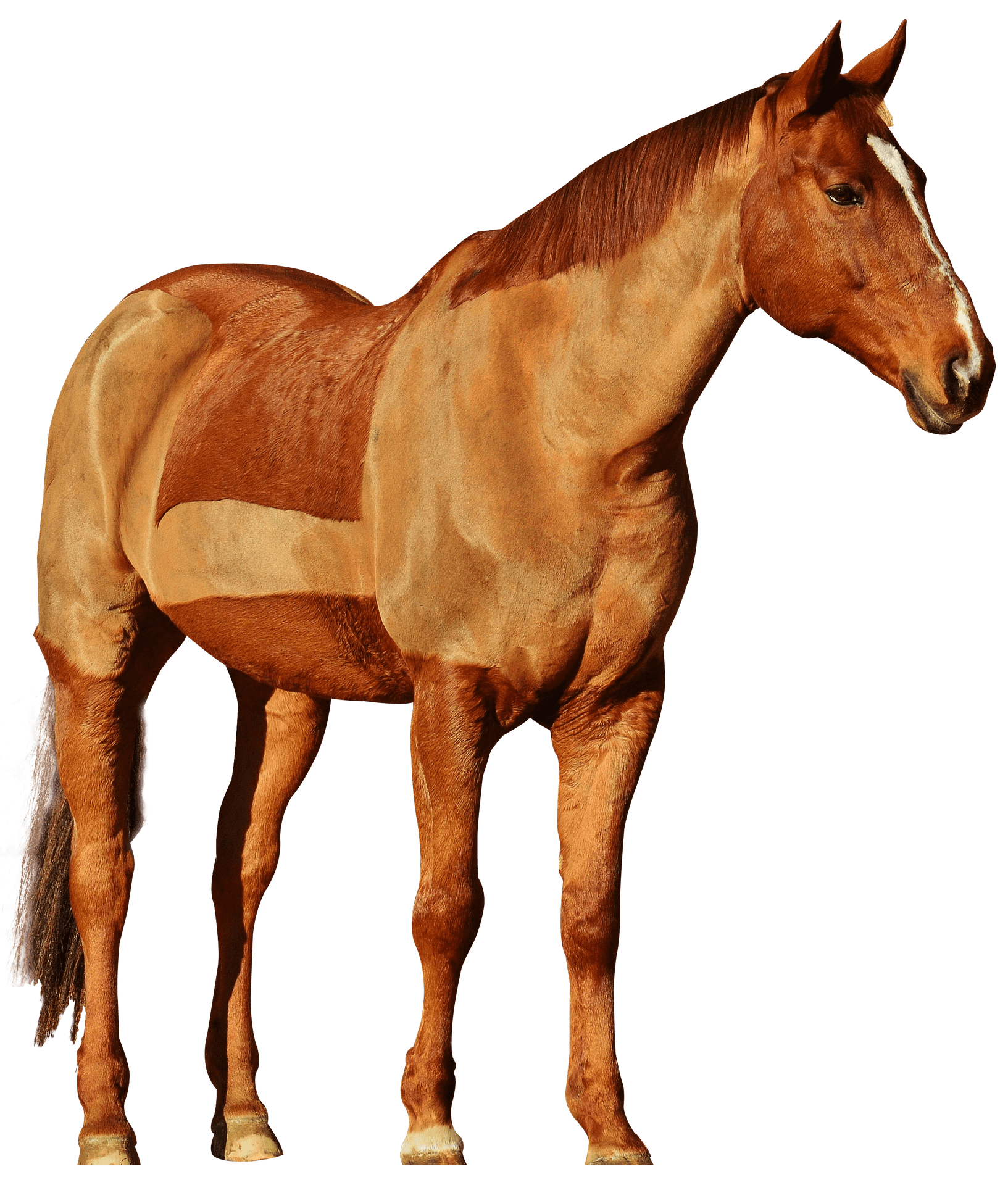 Chestnut Horse Standing Profile PNG Image