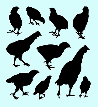 Chicken Silhouettes Collection PNG Image