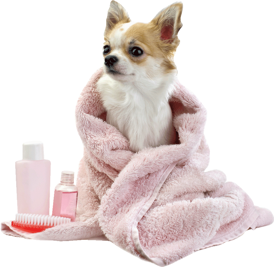 Chihuahua After Bath Cozy Towel PNG Image