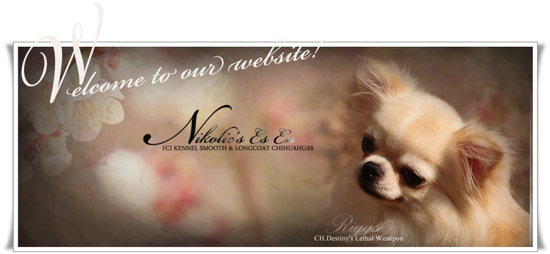 Chihuahua Kennel Website Banner PNG Image