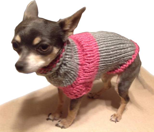 Chihuahuain Pink Sweater PNG Image