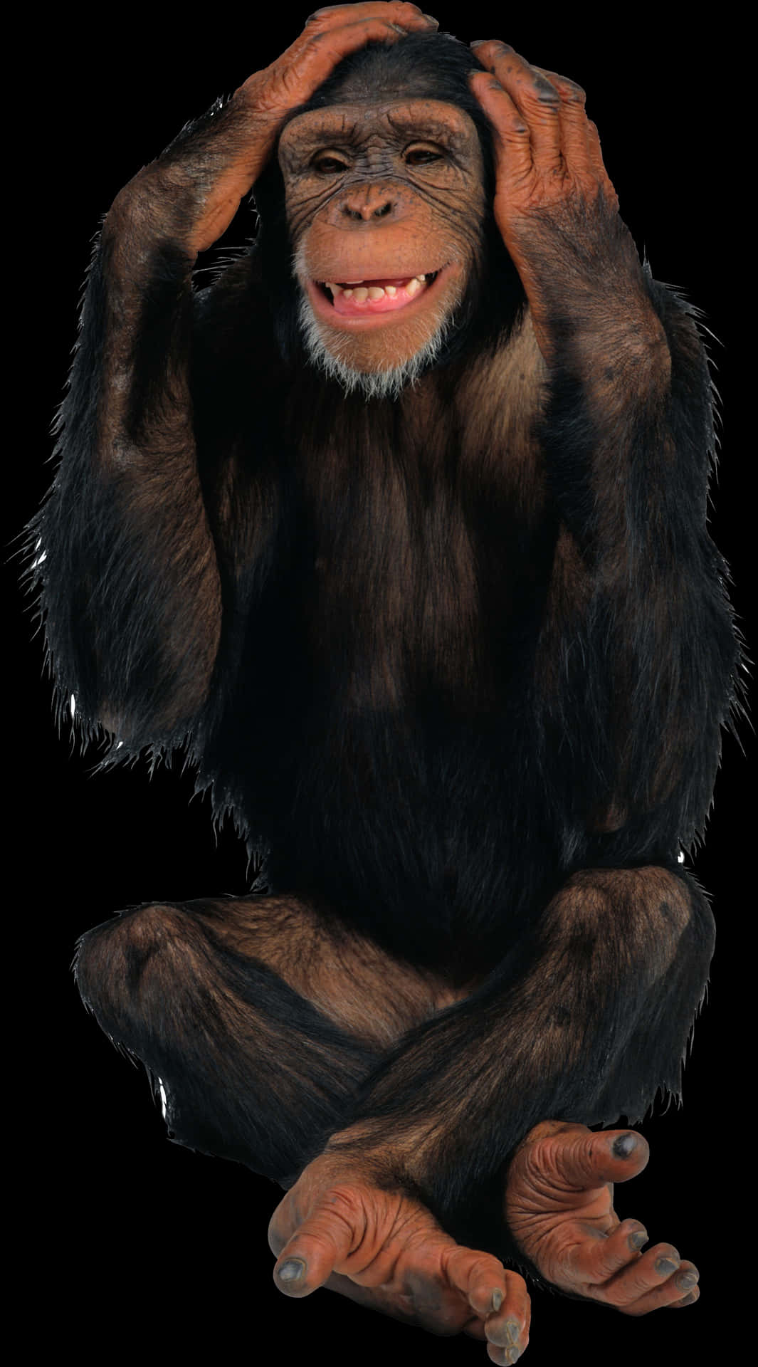 Chimpanzee_ Gesture_ Expression PNG Image