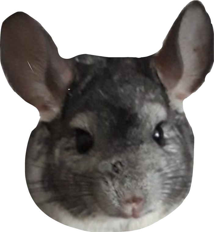 Chinchilla Portrait Cutout.png PNG Image