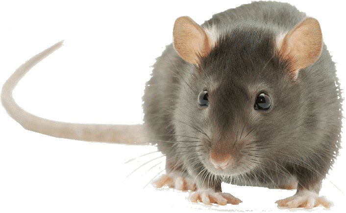 Chinchilla Portrait Transparent Background PNG Image