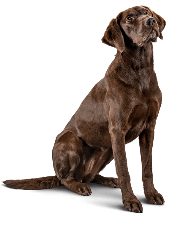 Chocolate Labrador Retriever Sitting Pose PNG Image