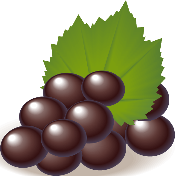 Chocolate Truffleson Leaf Vector PNG Image