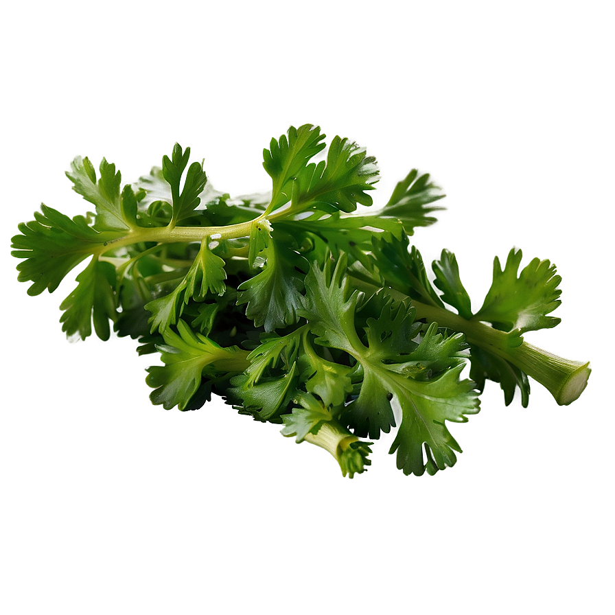 Chopped Cilantro Png 90 PNG Image