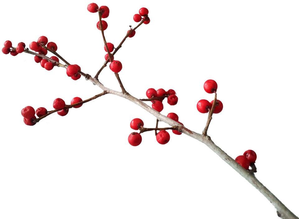 Christmas Red Berries Branch.png PNG Image