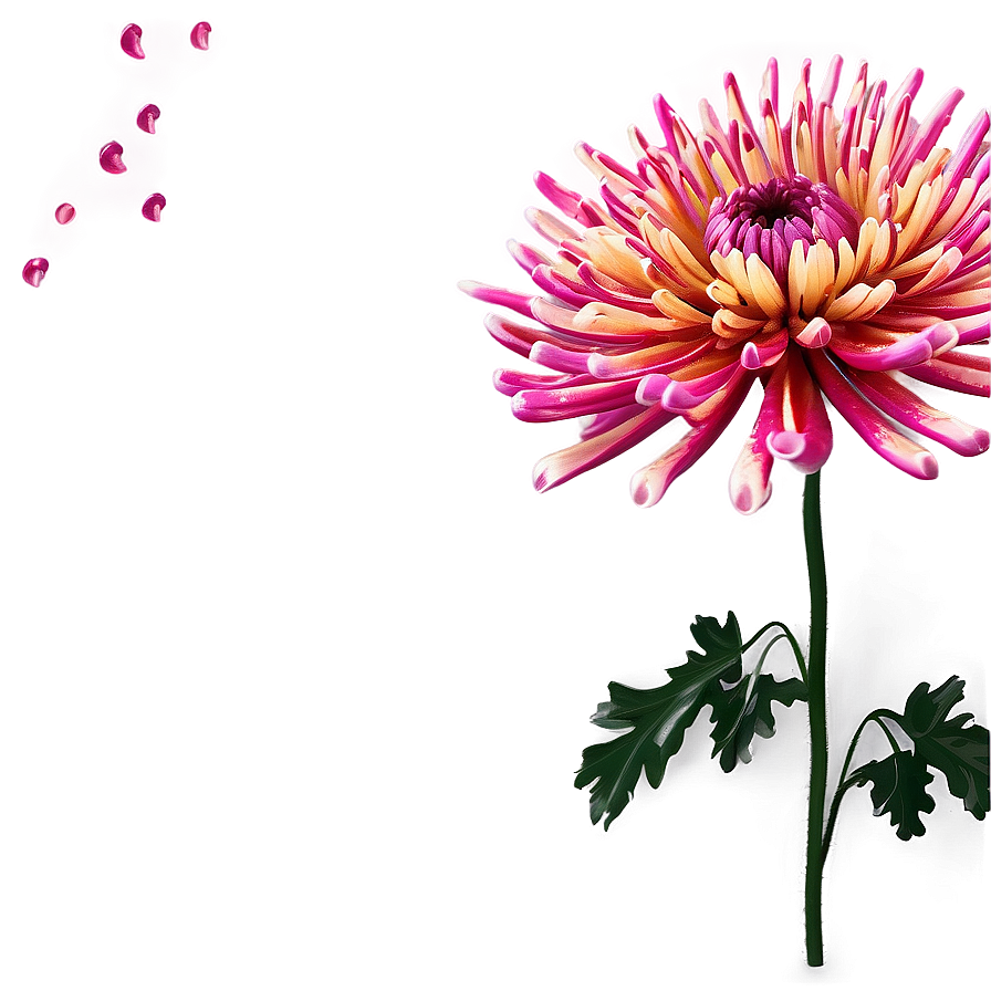 Chrysanthemum Abstract Art Png 68 PNG Image