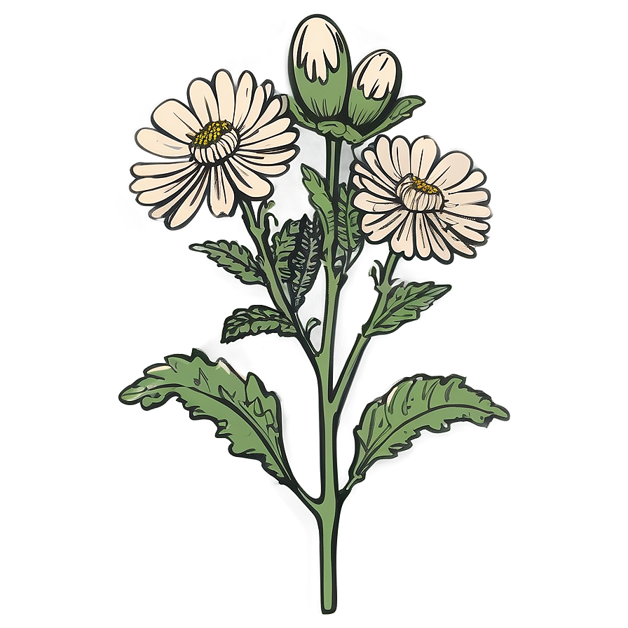 Chrysanthemum Botanical Sketch Png 06112024 PNG Image