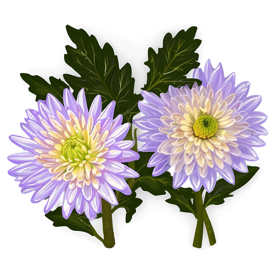 Chrysanthemum Botanical Sketch Png 27 PNG Image