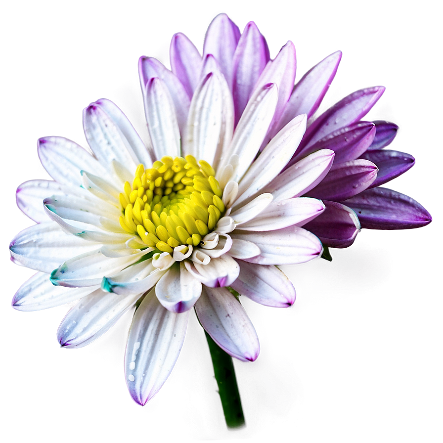 Chrysanthemum D PNG Image