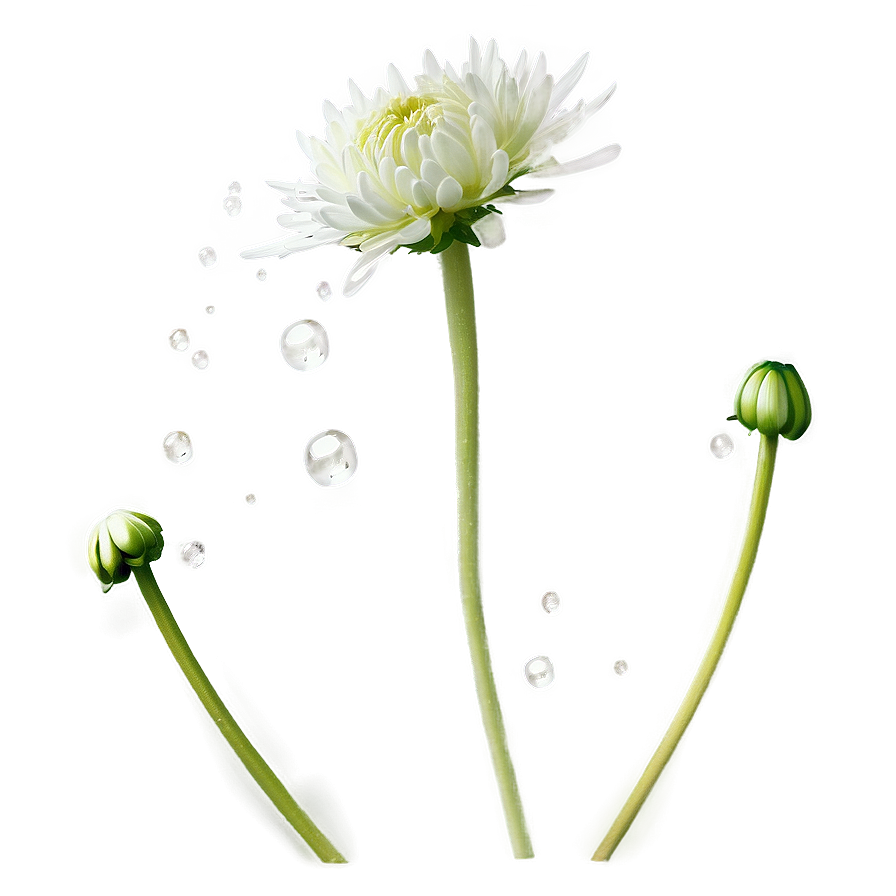 Chrysanthemum Dew Drops Png 96 PNG Image