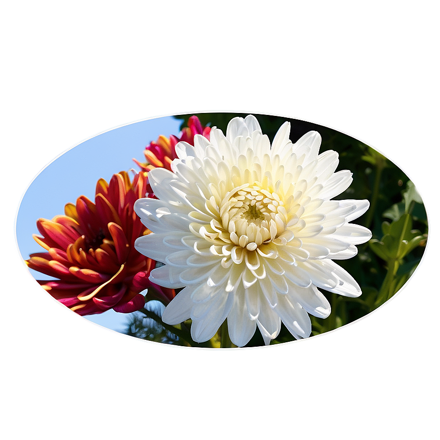 Chrysanthemum Festival Celebration Png 10 PNG Image