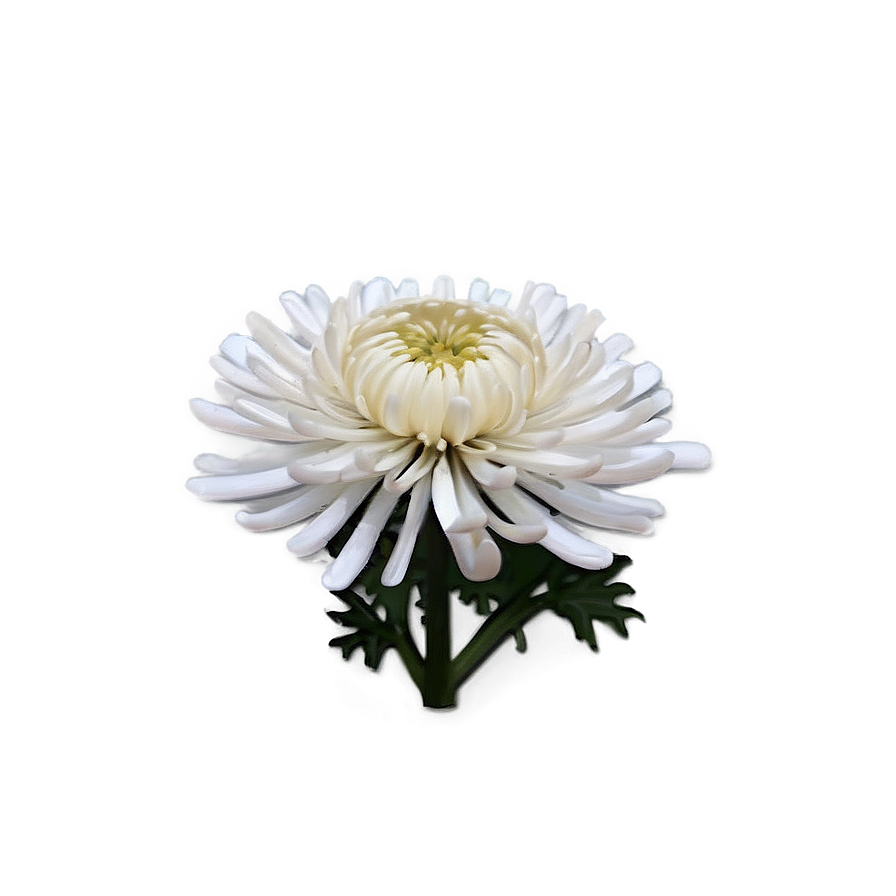 Chrysanthemum Festival Celebration Png Tuo69 PNG Image