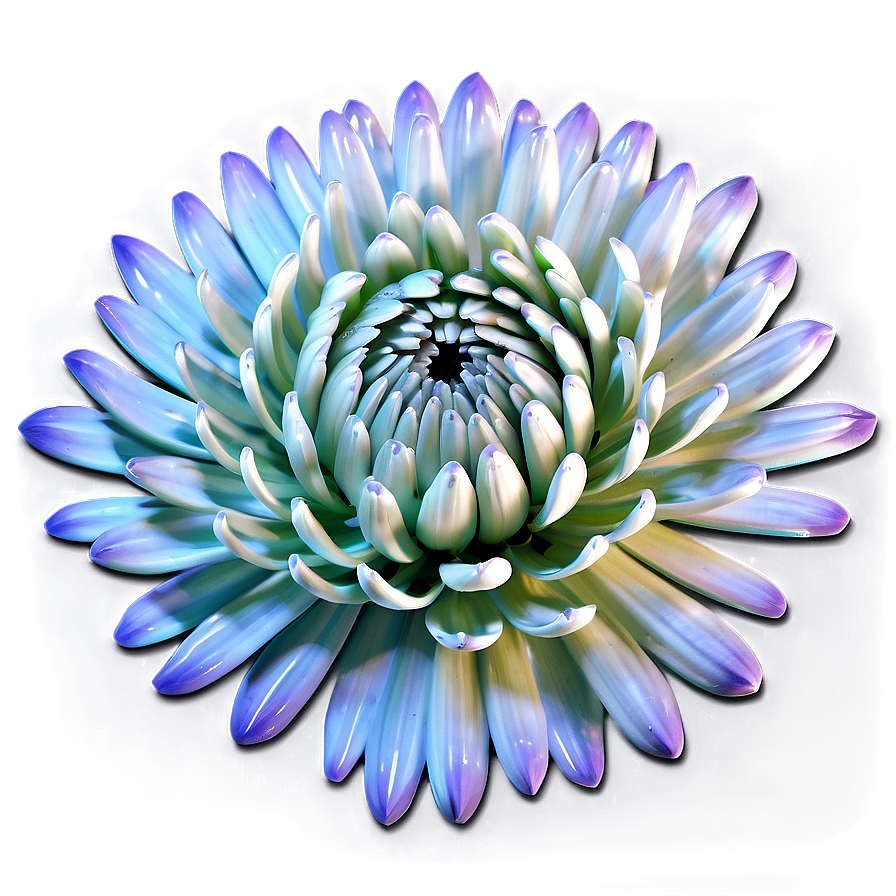 Chrysanthemum Floral Design Png 12 PNG Image