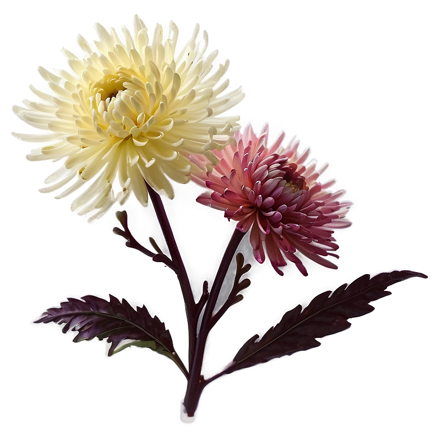 Chrysanthemum Floral Wallpaper Png Vrb PNG Image