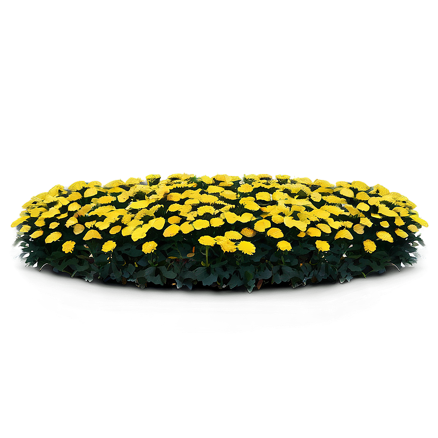 Chrysanthemum Flower Bed Png Bbc79 PNG Image